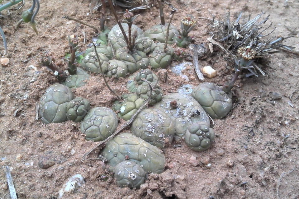 Euphorbia globosa | tres
